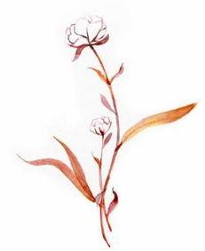 关于花季节最新爆料的文案,揭秘最新花季节秘闻大揭秘  第3张